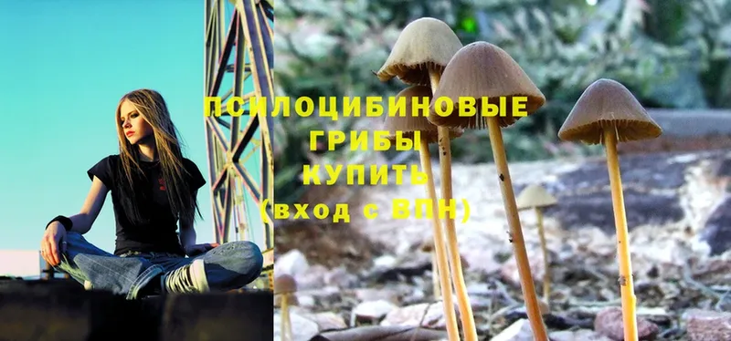 купить наркотики цена  Сафоново  Псилоцибиновые грибы Cubensis 